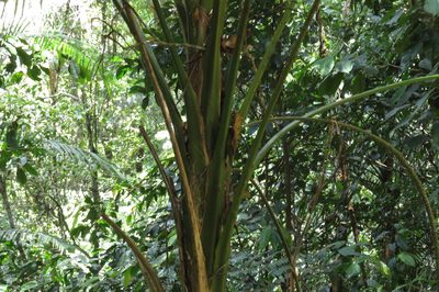 Laccospadix australasicus, photographed by coenobita