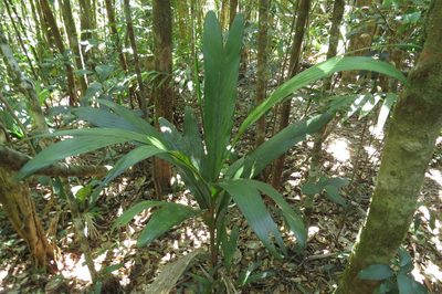 Linospadix apetiolatus, photographed by coenobita
