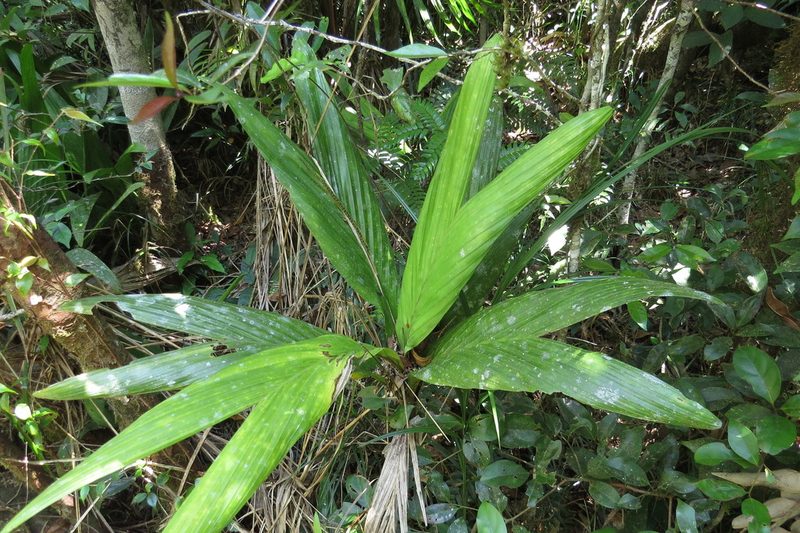 Linospadix apetiolatus, photographed by coenobita