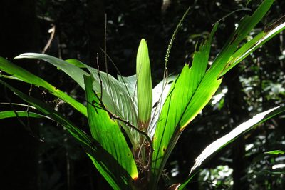 Linospadix apetiolatus, photographed by coenobita