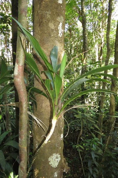 Linospadix apetiolatus, photographed by coenobita