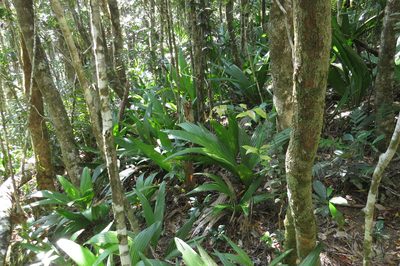 Linospadix apetiolatus, photographed by coenobita