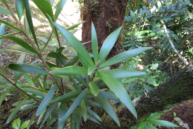 Styphelia malayana, photographed by coenobita