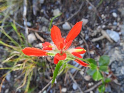 Castilleja scorzonerifolia, photographed by Leticia Jiménez Hernández