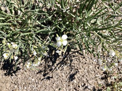 Nerisyrenia linearifolia, photographed by CK2AZ