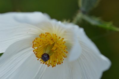 Argemone glauca, photographed by David Anderson