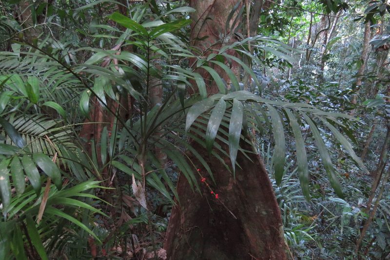 Linospadix microcaryus, photographed by coenobita