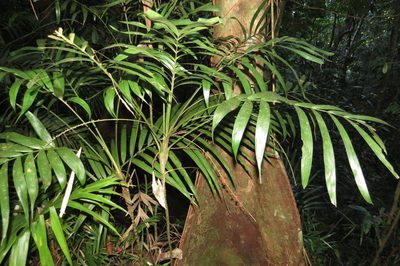Linospadix microcaryus, photographed by coenobita