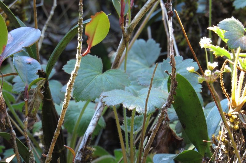 Trachymene geraniifolia, photographed by coenobita