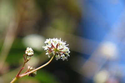 Trachymene geraniifolia, photographed by coenobita