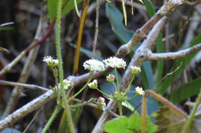 Trachymene geraniifolia, photographed by coenobita