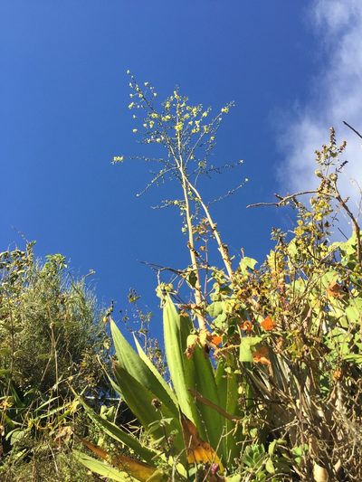 Furcraea andina, photographed by Diego F. Cisneros-Heredia