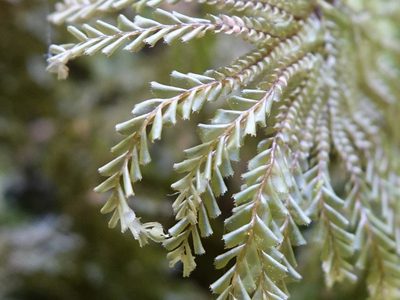 Plagiochila gigantea, photographed by Jacqui Geux