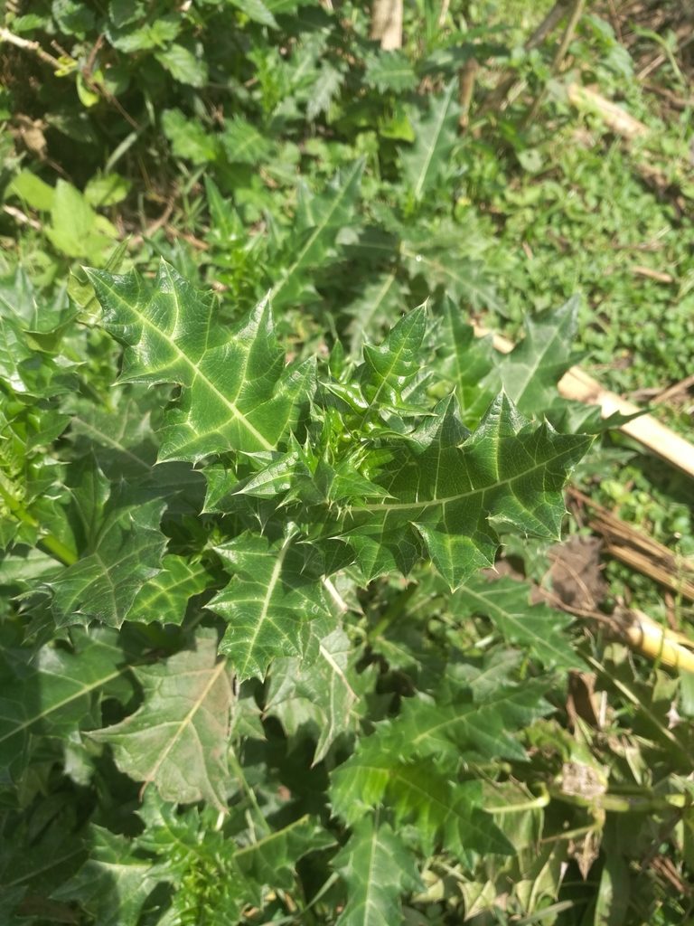 Acanthus sennii, photographed by Mattia Menchetti