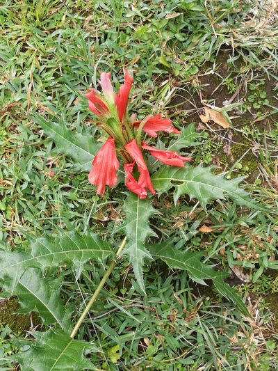 Acanthus sennii, photographed by Mattia Menchetti