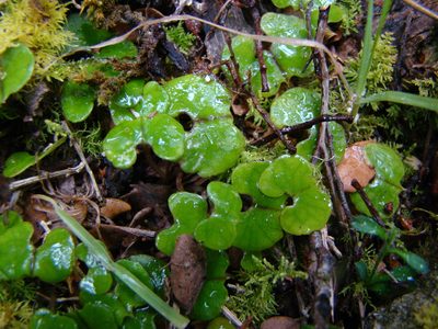 Corybas trilobus, photographed by Lisa Bennett