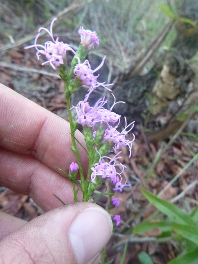 Liatris pilosa, photographed by cwarneke