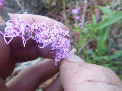 Liatris pilosa, photographed by cwarneke