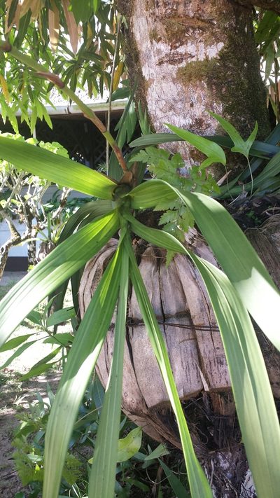 Eulophia falcigera, photographed by Romer N. Rabarijaona