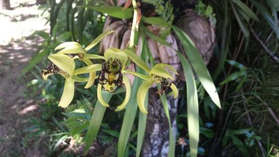 Eulophia falcigera, photographed by Romer N. Rabarijaona