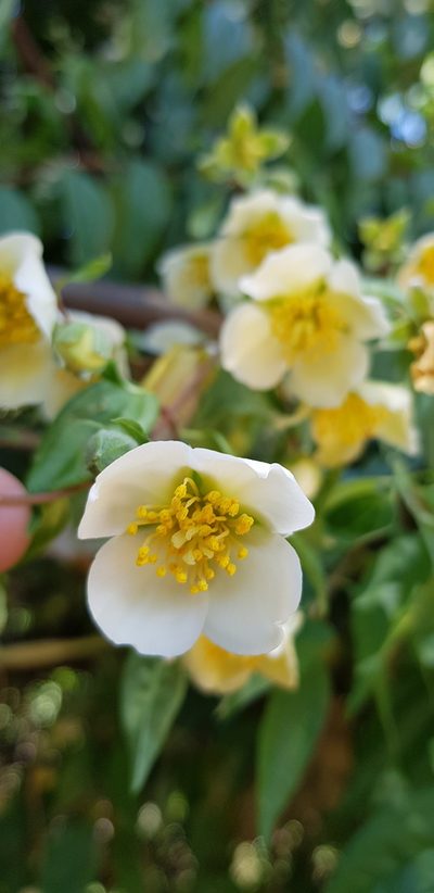 Philadelphus mexicanus, photographed by Eugenio Padilla