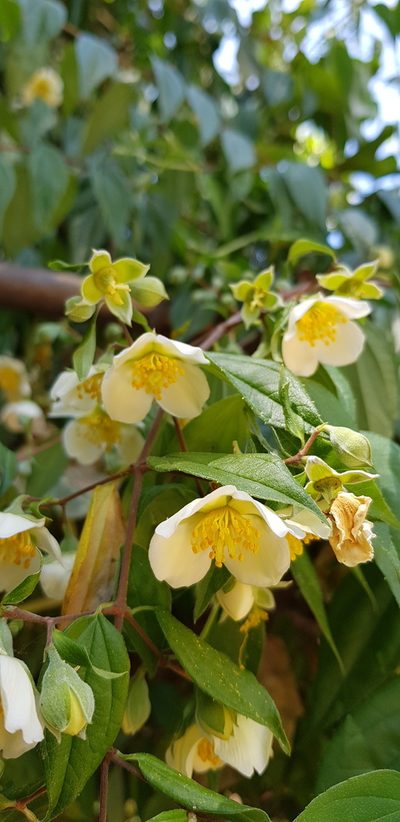 Philadelphus mexicanus, photographed by Eugenio Padilla