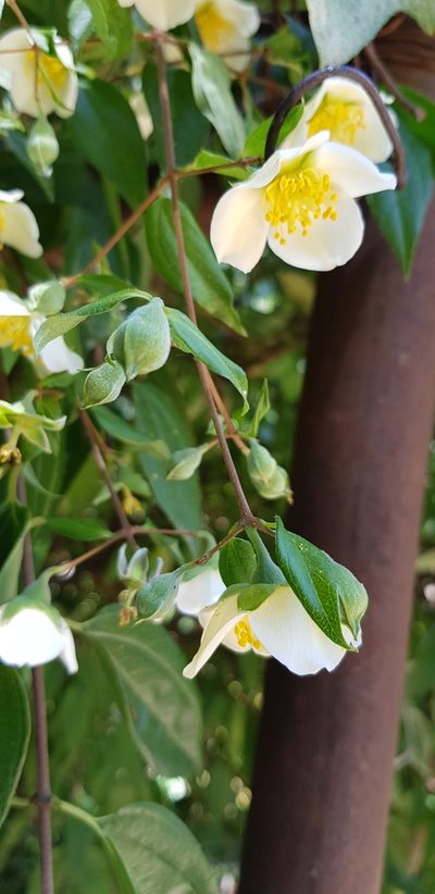 Philadelphus mexicanus, photographed by Eugenio Padilla