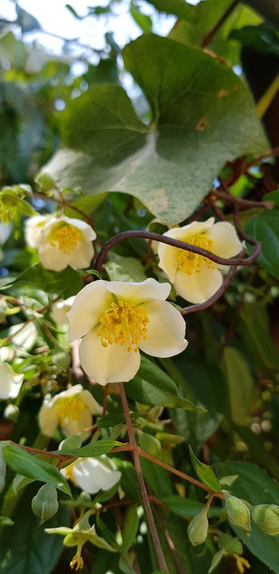 Philadelphus mexicanus, photographed by Eugenio Padilla