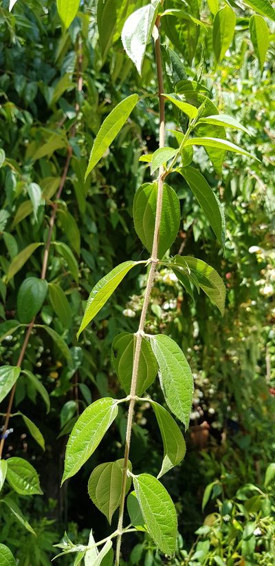 Philadelphus mexicanus, photographed by Eugenio Padilla