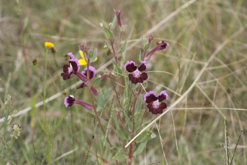 Cuphea lanceolata, photographed by Juan Cruzado Cortés