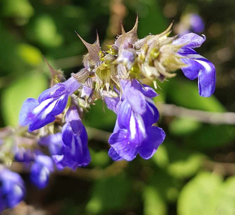 Salvia setulosa, photographed by Eugenio Padilla