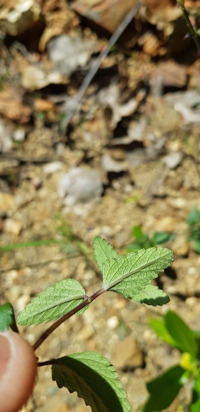 Salvia setulosa, photographed by Eugenio Padilla