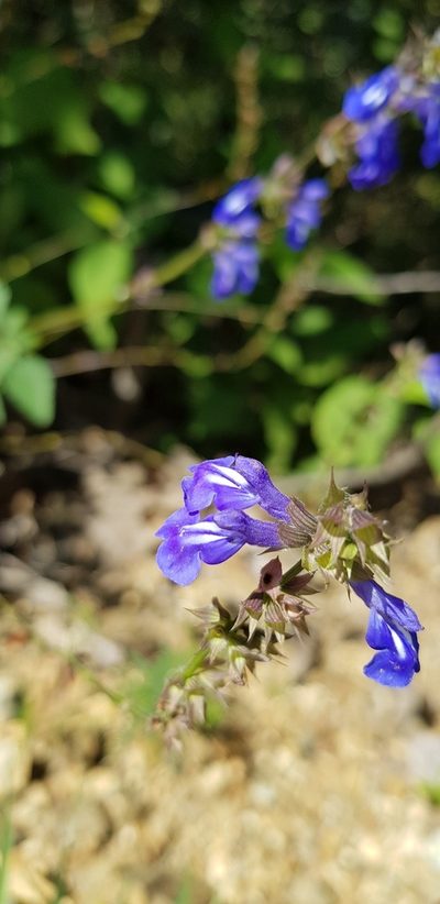 Salvia setulosa, photographed by Eugenio Padilla