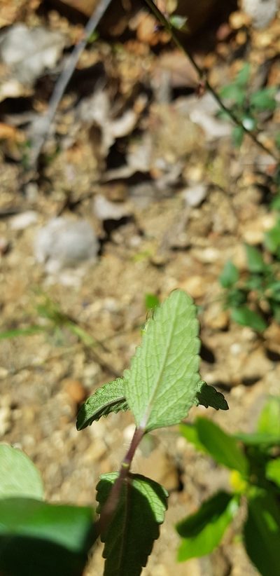 Salvia setulosa, photographed by Eugenio Padilla