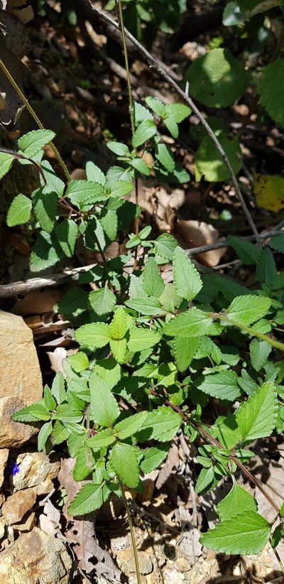Salvia setulosa, photographed by Eugenio Padilla