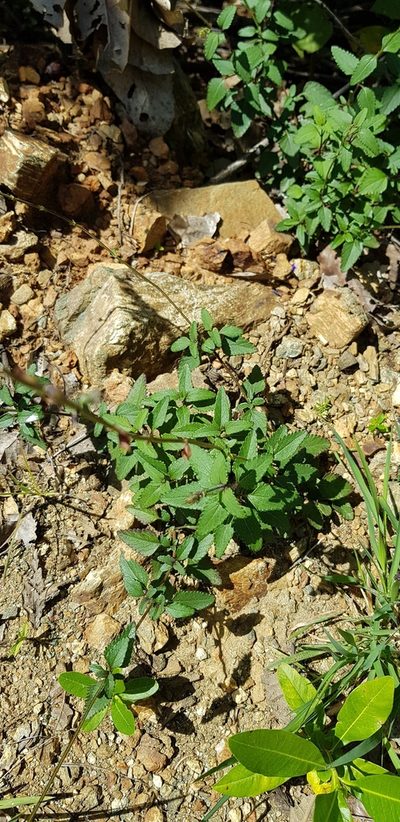 Salvia setulosa, photographed by Eugenio Padilla