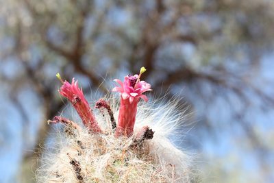 Oreocereus celsianus, photographed by Romi Galeota Lencina