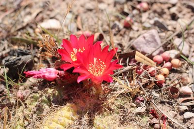 Aylostera deminuta, photographed by Romi Galeota Lencina