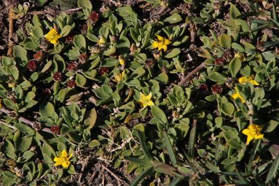 Aizoon rigidum, photographed by Tony Rebelo