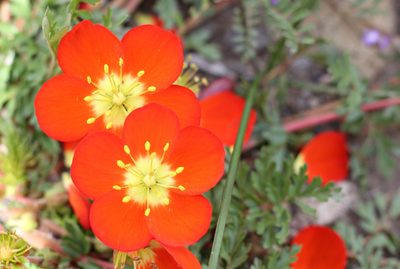 Hypseocharis pimpinellifolia, photographed by Romi Galeota Lencina