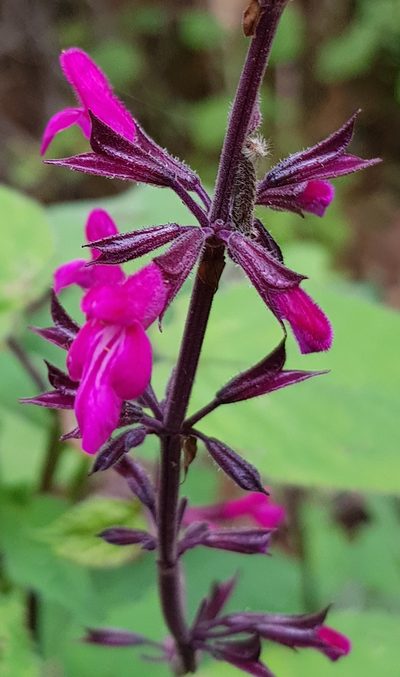 Salvia carnea, photographed by Eugenio Padilla