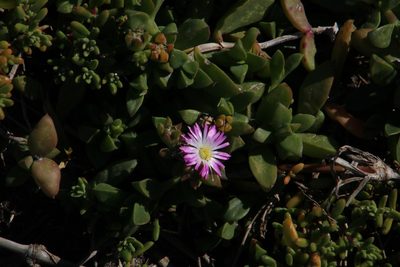 Delosperma patersoniae, photographed by Tony Rebelo