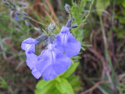 Salvia reptans, photographed by Alexis López Hernández
