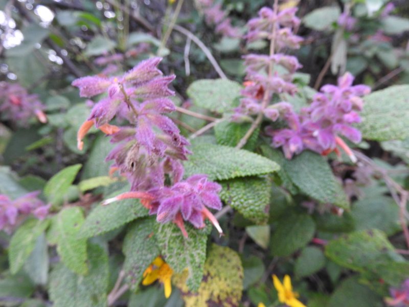 Salvia lasiantha, photographed by Alexis López Hernández