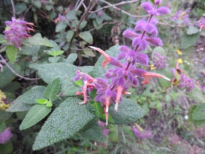 Salvia lasiantha, photographed by Alexis López Hernández