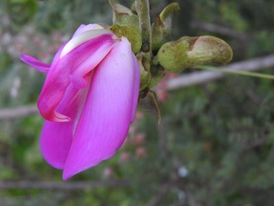 Canavalia villosa, photographed by Alexis López Hernández