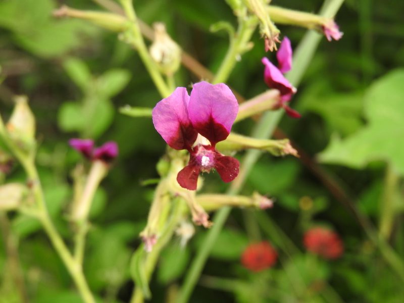 Cuphea koehneana, photographed by Alexis López Hernández