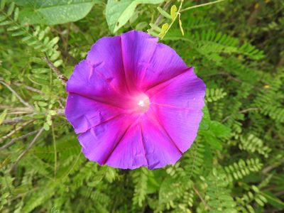 Ipomoea emetica, photographed by Alexis López Hernández