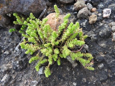 Sedum moranense, photographed by Alexis López Hernández