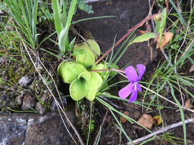 Pinguicula moranensis, photographed by Alexis López Hernández
